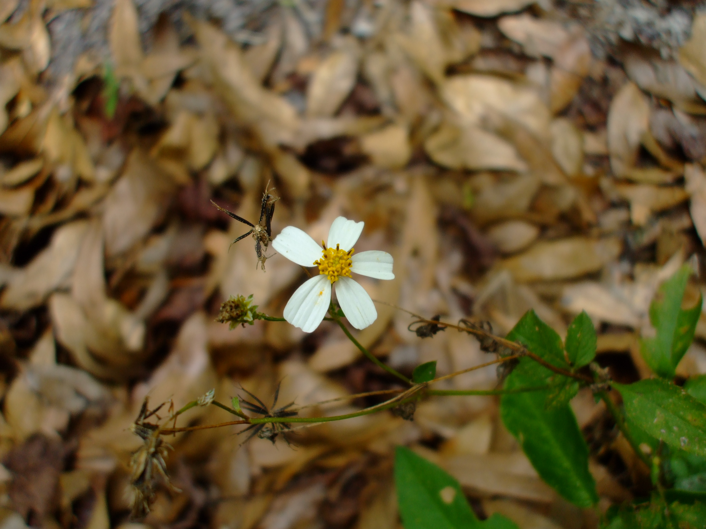 Bidens alba